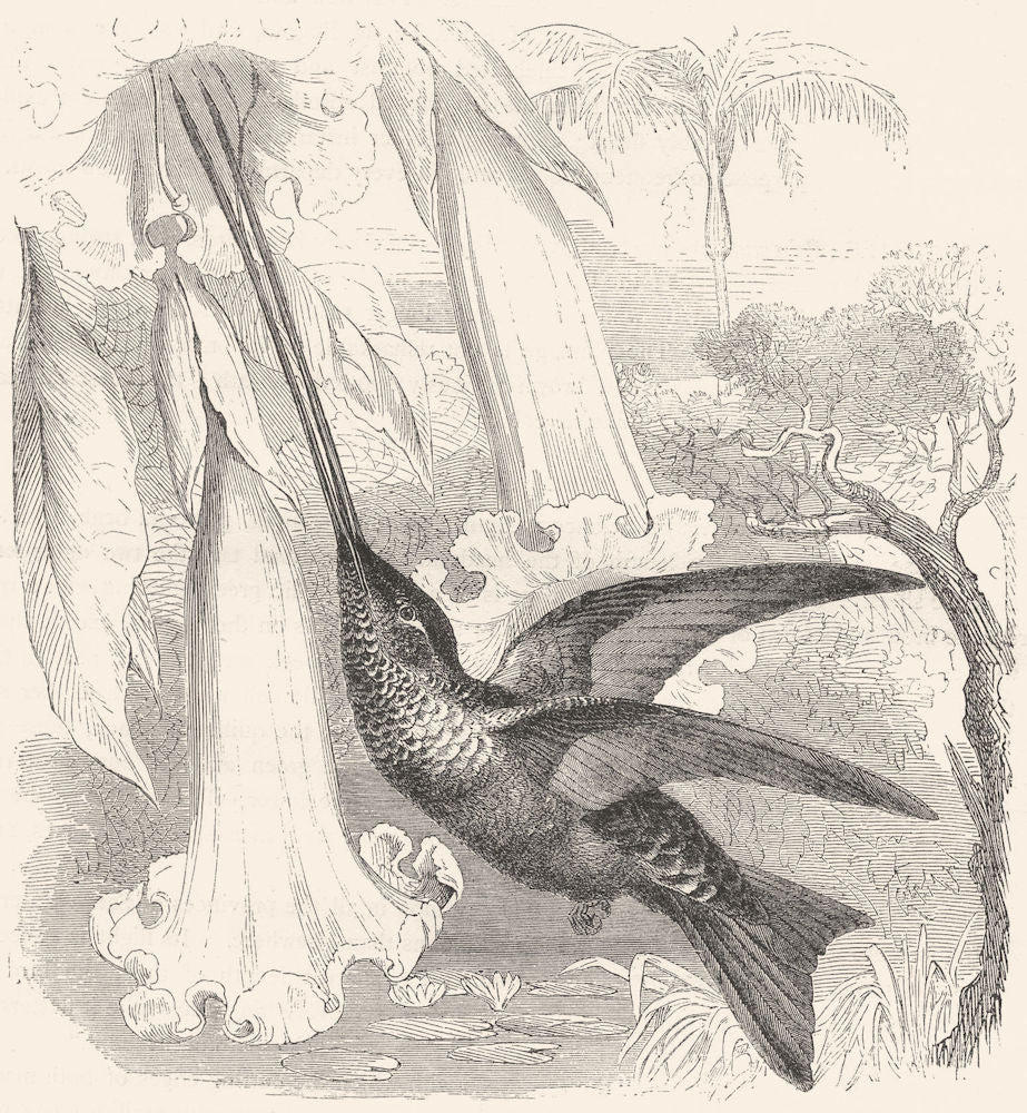 BIRDS. Searcher. Hummingbird. Sword-bill c1870 old antique print picture